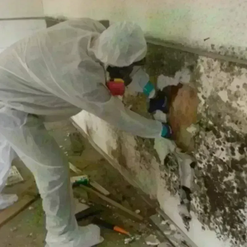 Mold Remediation and Removal in Bluff City, TN